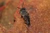 Coelioxys sp.